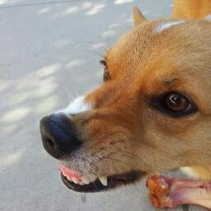 Meet your Posher, Dean